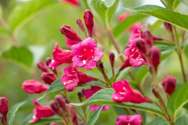 Weigela 'Bristol Ruby' C10 80-100