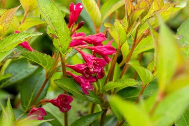Weigela 'Bristol Ruby' C10 80-100
