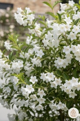 Weigela 'Candida' struik 60-80 cm