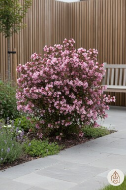 Weigela florida 'Nana Purpurea' struik 40-50 cm