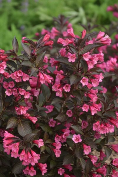 Weigelia Weigela 'Naomi Campbell' struik 30-40 C3 Weigela 'Naomi Campbell' struik 30-40 cm