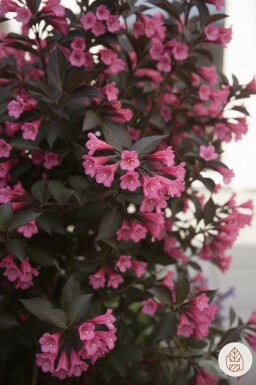 Weigela 'Naomi Campbell' struik 30-40 cm