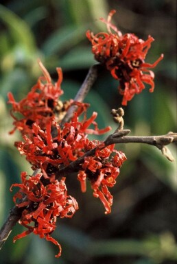 Toverhazelaar Hamamelis intermedia 'Diana' Struik Hamamelis × intermedia 'Diana'