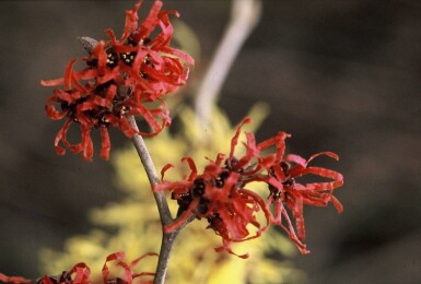 Toverhazelaar Hamamelis intermedia 'Diana' Struik Hamamelis × intermedia 'Diana'