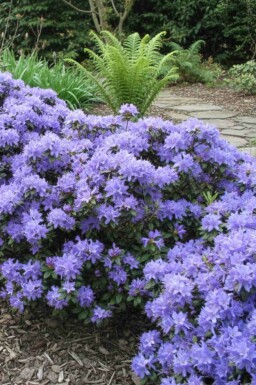 Rhododendron Rhododendron 'Blue Tit' Struik Rhododendron 'Blue Tit' struik