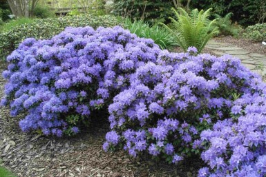 Rhododendron Rhododendron 'Blue Tit' Struik Rhododendron 'Blue Tit' struik