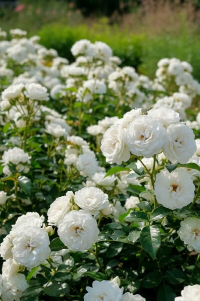 Rosa 'White Fairy' struik