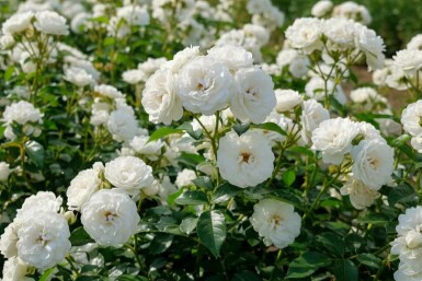 Rosa 'White Fairy' struik