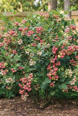 Vaccinium corymbosum 'Pink Lemonade' struik