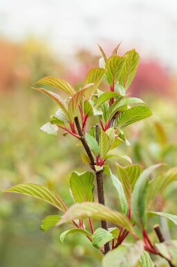 Sneeuwbal Viburnum bodnantense 'Charles Lamont' struik 30-40 C2 Viburnum bodnantense 'Charles Lamont' struik 30-40 cm