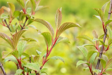 Viburnum bodnantense 'Charles Lamont' struik 30-40 cm