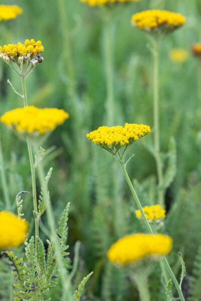 Gele duizendblad Achillea filipendulina 'Coronation Gold' 5-10 pot P9 Achillea filipendulina 'Coronation Gold'
