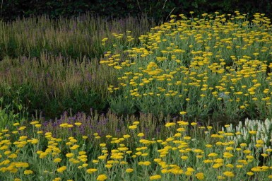 Gele duizendblad Achillea filipendulina 'Coronation Gold' 5-10 pot P9 Achillea filipendulina 'Coronation Gold'