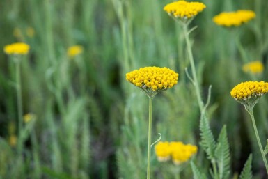 Gele duizendblad Achillea filipendulina 'Coronation Gold' 5-10 pot P9 Achillea filipendulina 'Coronation Gold'