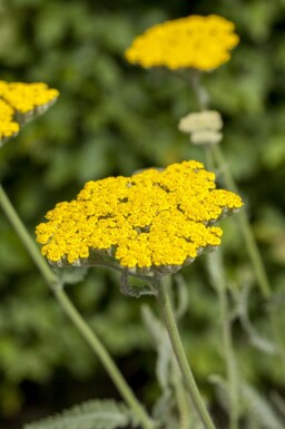Gele duizendblad Achillea filipendulina 'Coronation Gold' 5-10 pot P9 Achillea filipendulina 'Coronation Gold'
