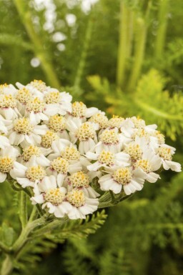 Duizendblad Achillea millefolium 5-10 pot P9 Achillea millefolium