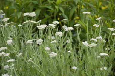 Duizendblad Achillea millefolium 5-10 pot P9 Achillea millefolium