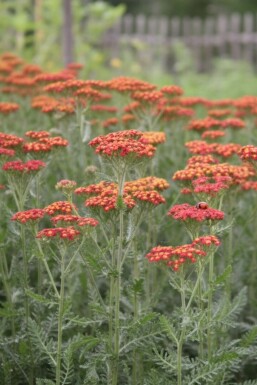 Duizendblad Achillea millefolium 'Safran' 5-10 pot P9 Achillea millefolium 'Safran'