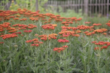 Duizendblad Achillea millefolium 'Safran' 5-10 pot P9 Achillea millefolium 'Safran'