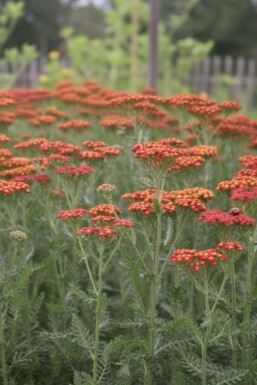 Achillea millefolium 'Safran'