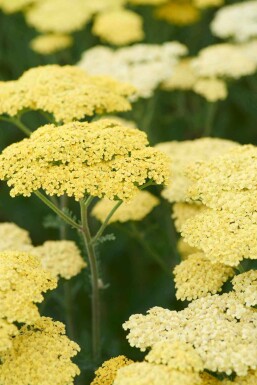 Achillea 'Taygetea'