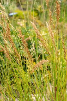 Vedergras Achnatherum calamagrostis 5-10 pot P9 Achnatherum calamagrostis