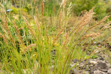 Vedergras Achnatherum calamagrostis 5-10 pot P9 Achnatherum calamagrostis