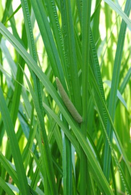 Kalmoes Acorus calamus 5-10 pot P9 Acorus calamus