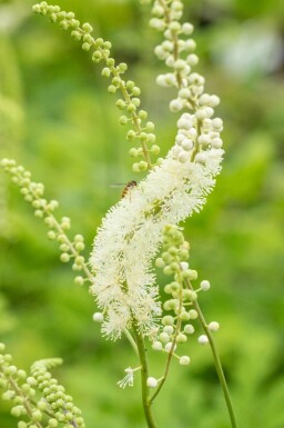 Actaea racemosa