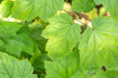 Actaea racemosa
