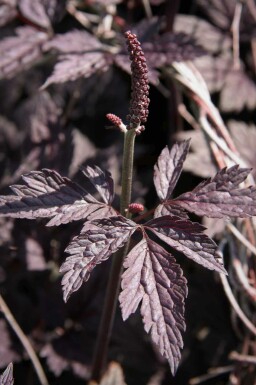Zilverkaars Actaea simplex 'Pink Spike' 5-10 pot P9 Actaea simplex 'Pink Spike'