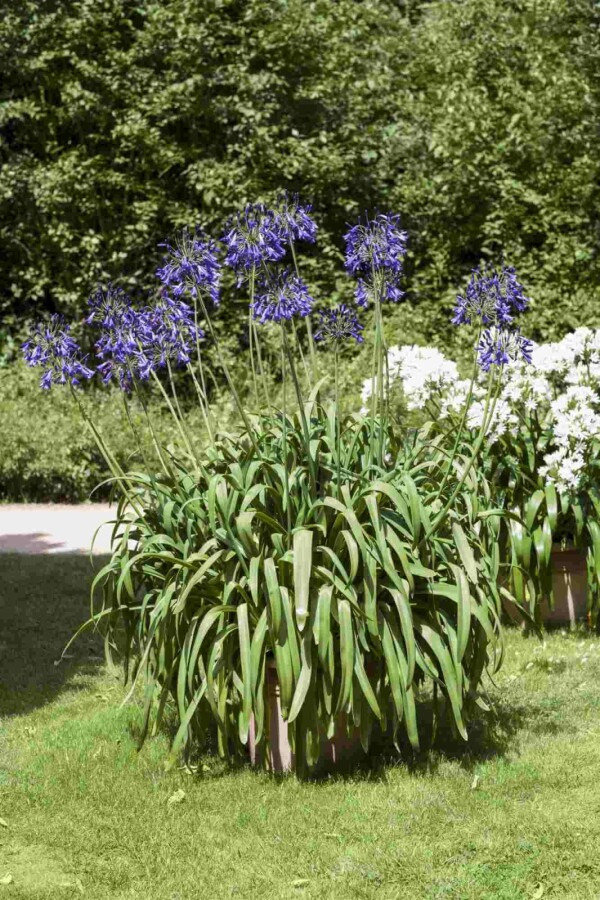 Afrikaanse lelie Agapanthus africanus 5-10 pot P9 Agapanthus africanus