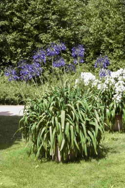 Afrikaanse lelie Agapanthus africanus 5-10 pot P9 Agapanthus africanus