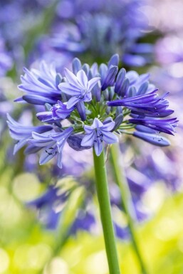 Afrikaanse lelie Agapanthus africanus 'Dr Brouwer' 5-10 pot P9 Agapanthus africanus 'Dr Brouwer'