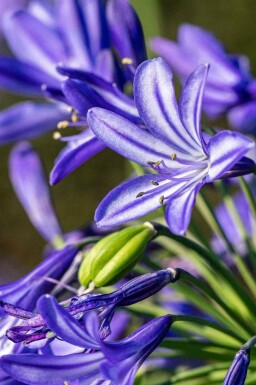 Afrikaanse lelie Agapanthus hybride 'Northern Star' 5-10 pot P9 Agapanthus hybride 'Northern Star'