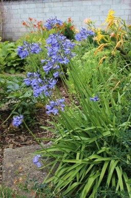 Afrikaanse lelie Agapanthus africanus 'Peter Pan' 5-10 pot P9 Agapanthus africanus 'Peter Pan'