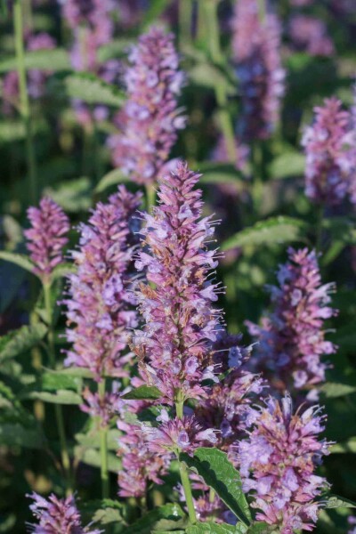 Dropplant Agastache rugosa 'Beelicious Purple' 5-10 pot P9 Agastache rugosa 'Beelicious Purple'