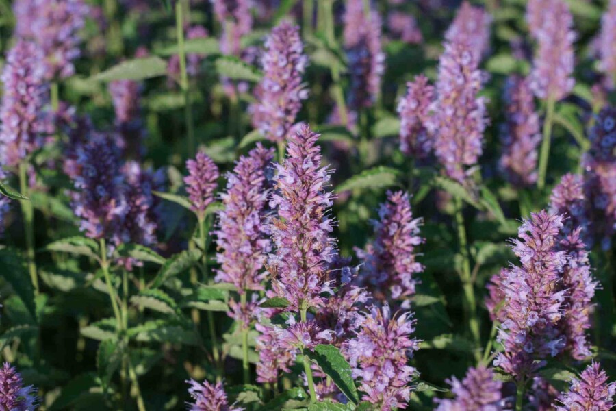 Dropplant Agastache rugosa 'Beelicious Purple' 5-10 pot P9 Agastache rugosa 'Beelicious Purple'