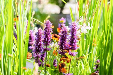 Agastache rugosa 'Blue Boa'