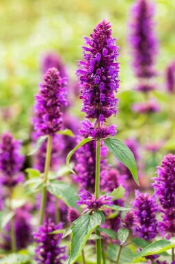 Agastache rugosa 'Blue Boa'