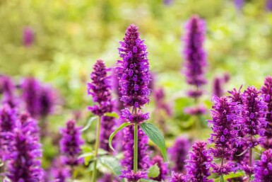 Agastache rugosa 'Blue Boa'