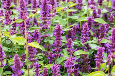 Agastache rugosa 'Blue Boa'