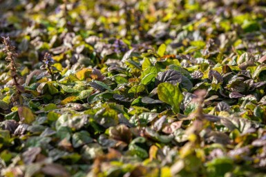 Ajuga reptans 'Braunherz'