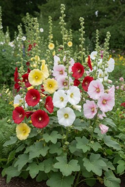 Stokroos Alcea ficifolia 5-10 pot P9 Alcea ficifolia