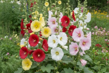 Stokroos Alcea ficifolia 5-10 pot P9 Alcea ficifolia
