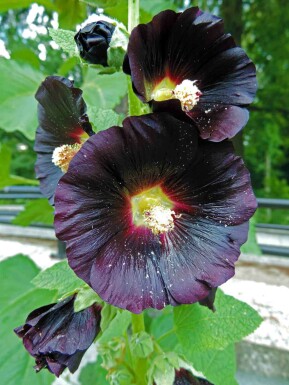 Stokroos Alcea rosea 'Nigra' 5-10 pot P9 Alcea rosea 'Nigra'