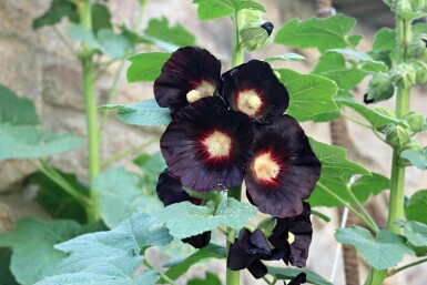 Stokroos Alcea rosea 'Nigra' 5-10 pot P9 Alcea rosea 'Nigra'