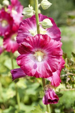 Stokroos Alcea rosea 5-10 pot P9 Alcea rosea