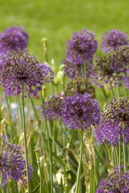 Allium giganteum