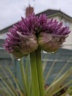 Allium senescens ‘Lavender Bubbles’